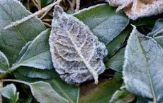 霜降后老年人记得“5吃4不做”，顺应季节而食，平安度过秋天