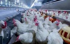 鸡病呼吸疾病增多养殖端压栏惜售跨年鸡的量或高于预期