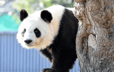 为治疗疾病，日本将延期返还大熊猫“旦旦”