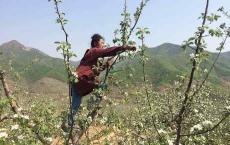 每次对生活感到绝望，我都会去那颗《苹果树下》看看